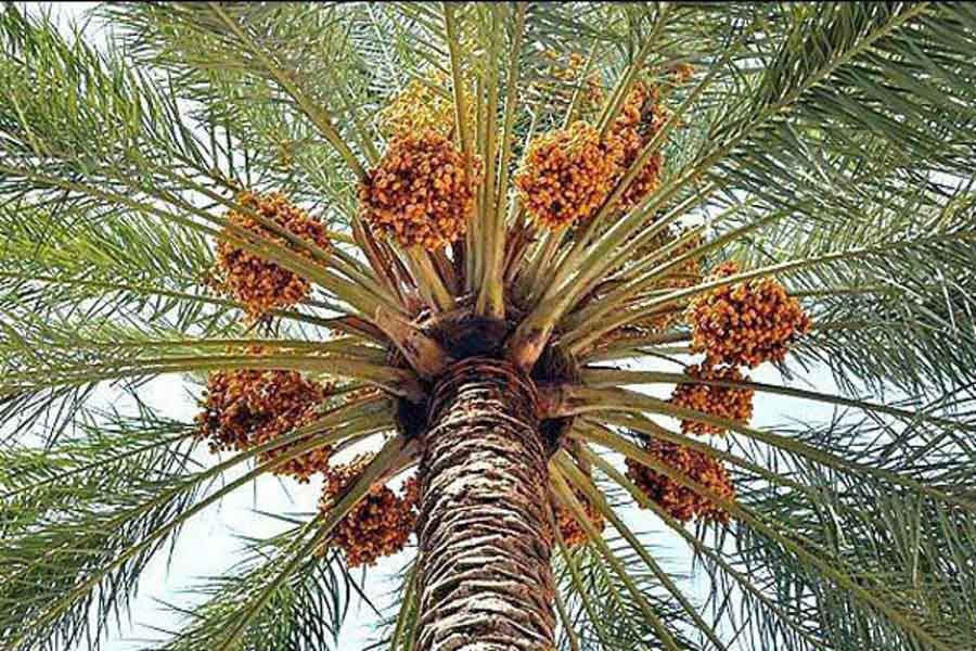 Buying cold storage of dates in Iran
